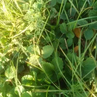 نهال توت فرنگی سابرینا|خدمات باغبانی و درختکاری|خان ببین, |دیوار