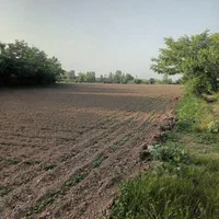 فروش زمین باغی مخصوص گلخونه جاده آستانه ب کیاشهر|فروش زمین و ملک کلنگی|کیاشهر, |دیوار