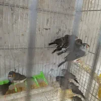 فنچ زبرا جفتی ۲۲۰