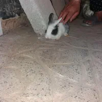 بچه خرگوش