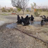 مرغ و خروس برهما  و ویاندوت