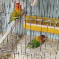 عروس هلندی .برزیلی