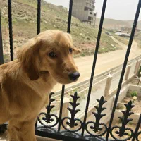 توله گلدن رتریور اصیل