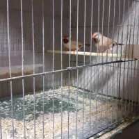 فنچ .کرواتی نرگسی .بنگالی|پرنده|قزوین, |دیوار