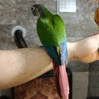 گرنچیک یلوسایدردفکتور کاملا دستی و دوست داشتنی