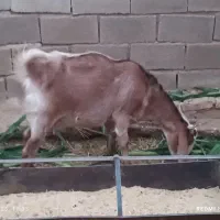 بز چهار ماه آوستن و کولار و یک عدد خروس لاری