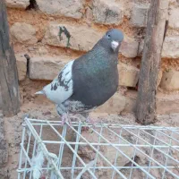 کبوتر کله سرکه ای|پرنده|مرودشت, ثبت احوال|دیوار