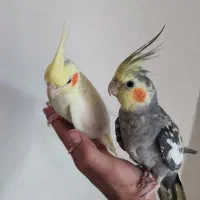 عروس هلندی جفت