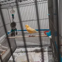 قناری|پرنده|پاکدشت, پاکدشت (مامازند)|دیوار