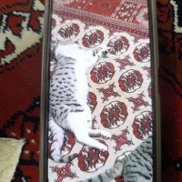 گربه ام گمشده