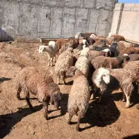 بره نر|حیوانات مزرعه|معصومیه, |دیوار