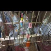 جوجه عروس سرلاکی.