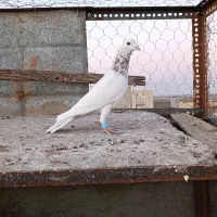 کبوتر پرنده