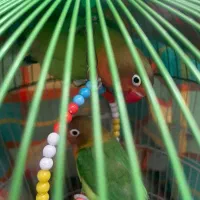 جوجه برزیلی