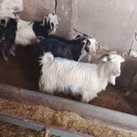 بز 14راس داشتی وکشتی ویک بز نر