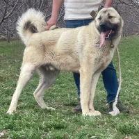 گمشده سگ کانگال