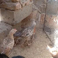 جوجه محلی