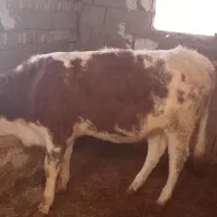 فروش یک عدد گوساله ماده  اصل سیمینتال