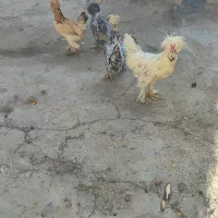 مرغ و خروس سلطان|حیوانات مزرعه|ملایر, |دیوار