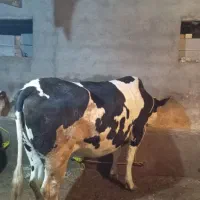 گاو سیمنتال آبستن