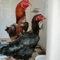 مرغ و خروس لاری