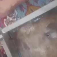 منقل کباب ومنقل مجاسس|ظروف پخت‌وپز|الیگودرز, |دیوار