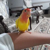 طوطی‌برزیلی|پرنده|بوئین زهرا, |دیوار