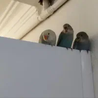 کوتوله برزیلی