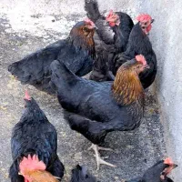 میش بره۹تاشیشک مرغ۷تاتخم گذار|حیوانات مزرعه|بروجرد, |دیوار