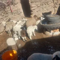 میش بره|حیوانات مزرعه|قائن, |دیوار