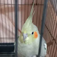 یک جفت عروسی هلندی|پرنده|تهران, افسریه شمالی|دیوار