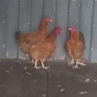 مرغ و خروس رسمی