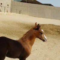 کره نریان عرب