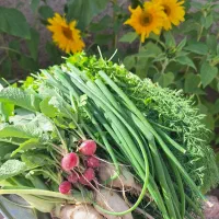 اجرای ۰ تا ۱۰۰ فضای سبز و بهترین نحوه کاشت سبزی