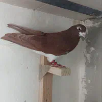 فروش ۳ تا کفتر شهری سرخ چپ و راست و خوشرنگ|پرنده|شیراز, کوزه گری|دیوار