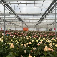 نیازمند نیروی کار در شرکت گل و گیاه آذرگون|استخدام صنعتی، فنی، مهندسی|عسگران, |دیوار