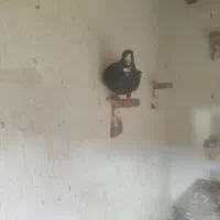 پلنگ|حیوانات|کرمان, |دیوار