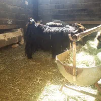 کلار ناری درجه یک|حیوانات مزرعه|شهرکرد, |دیوار