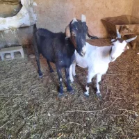 بز و گیسه|حیوانات مزرعه|زرند, |دیوار