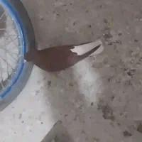 گمشده...دمسفید