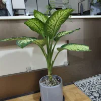 گل گلدان دیفن باخیا