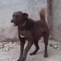 سگ لاس سرخ قدرجونی جهرم