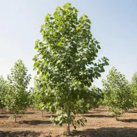 فروش نهال صنوبر درجه یک برای کاشت سریع‌الرشد