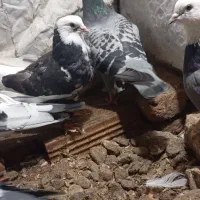 تکپر|پرنده|فاضل آباد, |دیوار