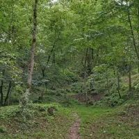 تورهای تخصصی درختشناسی در جنگل النگدره