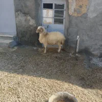 گوسفند بره|حیوانات مزرعه|کرمانشاه, |دیوار