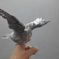 جوجه عروس هلندی دستی