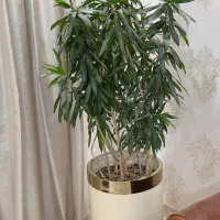 درختچه گل طبیعی