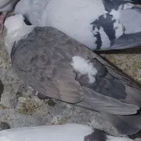 تابلو فرش نقش ک ب و ت ر|تابلو فرش|فردوس (خراسان), |دیوار