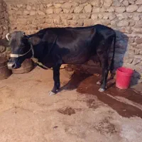 گاو آبستن|حیوانات مزرعه|چرام, |دیوار